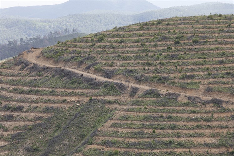 6.5 milyon fidan dikildi