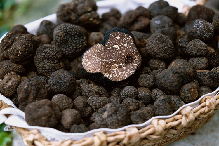 Trüf mantarında hedef 1 milyar dolarlık ihracat