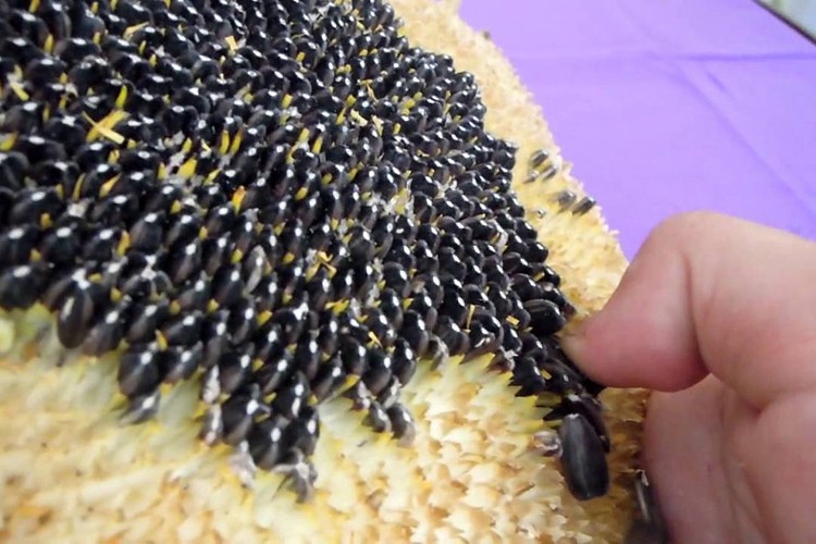 Cirosu 1.2 milyar TL