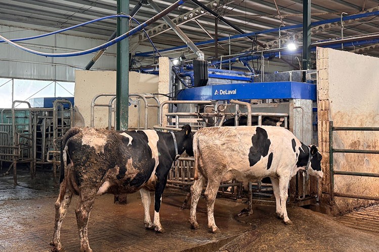 Robotla sağılan inekler özel yemle ödüllendiriliyor