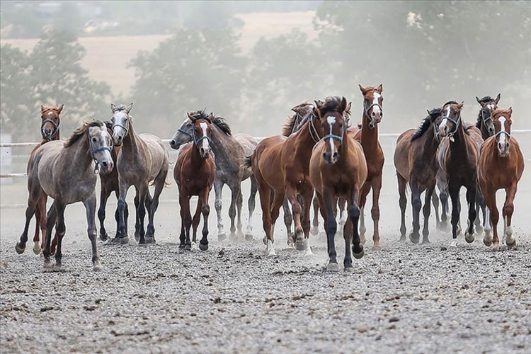 TİGEM 15 safkan Arap koşu tayı satacak