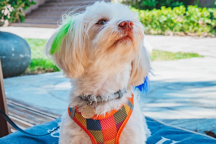 Evcil Dostunuzun da Yanınızda Olduğu Bir Aile Tatili Hayal Değil