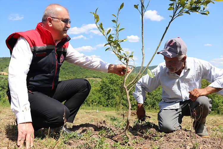 375 dekar atıl alan tarımsal üretime kazandırıldı