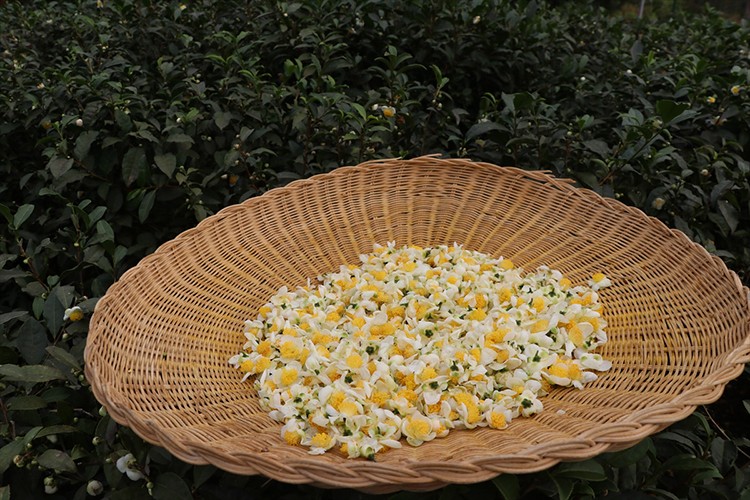 ÇAYMER, bu yıl 50 kilogram çiçek çayı üretti