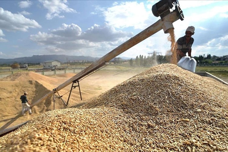 Hububat ihracatı yılın ilk yarısında yüzde 8,7 arttı