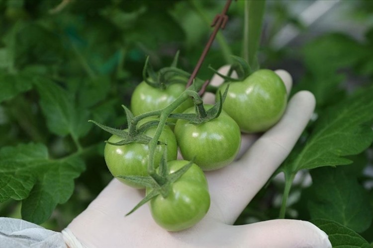 Jeotermal seranın domatesleri Hollanda'ya gönderiliyor