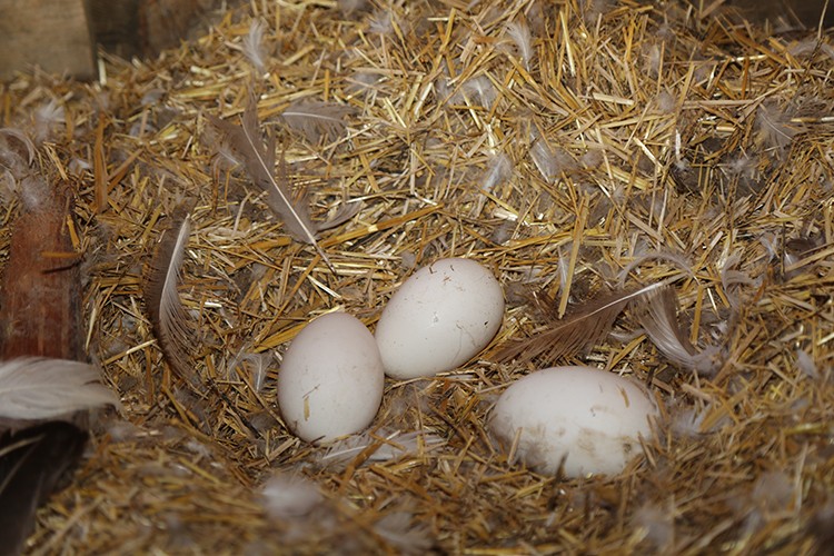 Siparişlere yetişemiyor