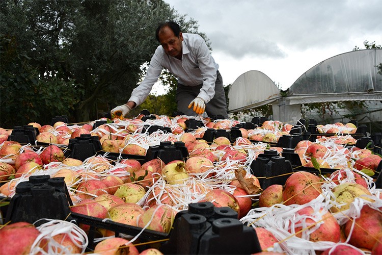 Deve dişi narda 10 bin ton rekolte bekleniyor