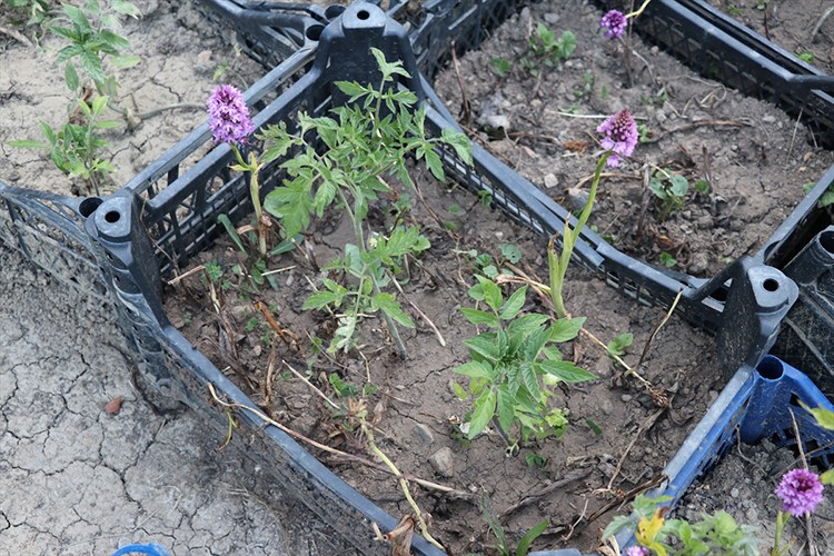 Salep orkidesinden 60 kilogram ürün elde ettiler