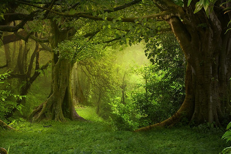 Teknosa'nın karton torbaları ormana dönüşüyor