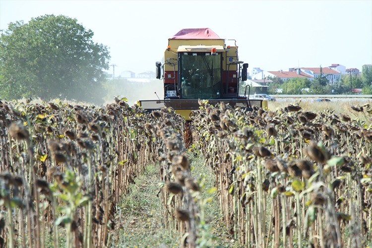 Kırklareli'nde ayçiçeği hasadı devam ediyor
