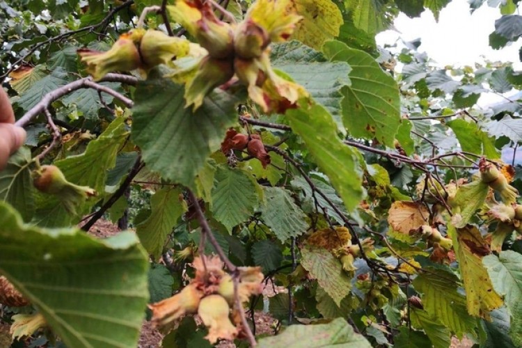 Trabzon'da fındık hasadına 12 Ağustos'ta başlanacak