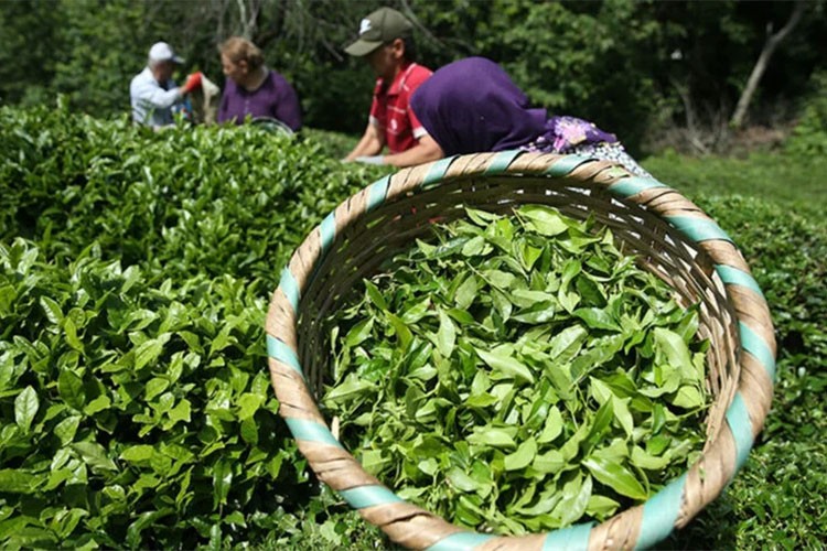 Çay ihracatı 1,2 milyon dolar kazandırdı