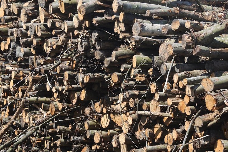 Fransa'da odun şirketlerinin hisseleri yüzde 700 arttı