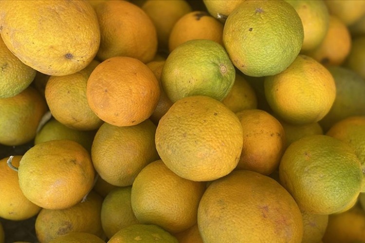 Türkiye'den yılın ilk yarısında 504 milyon 429 bin dolarlık turunçgil ihraç edildi