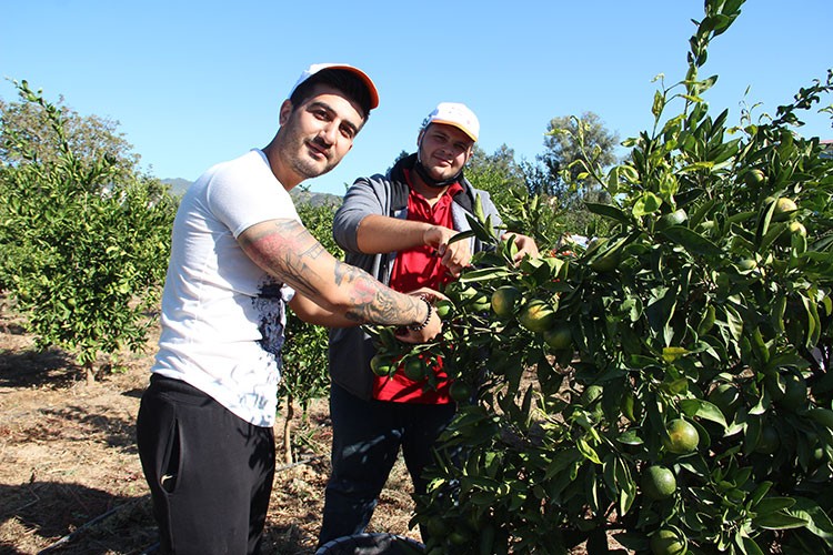 Mandalinalar ihtiyaç sahipleri için hasat edildi
