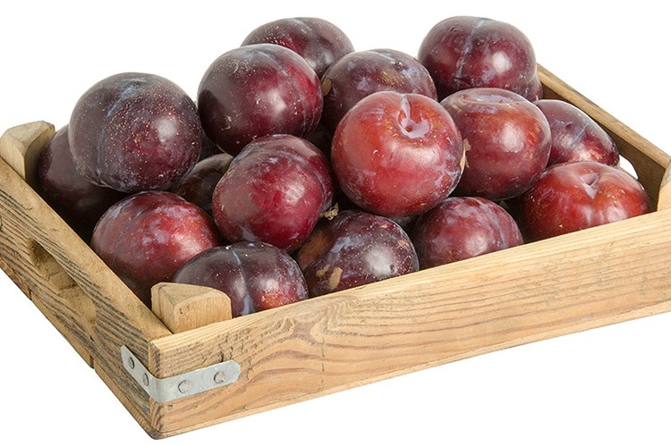 Zam şampiyonu salatalık