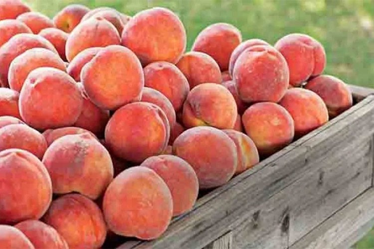 Bursa şeftalisi 26 ülkede ağızları tatlandırdı