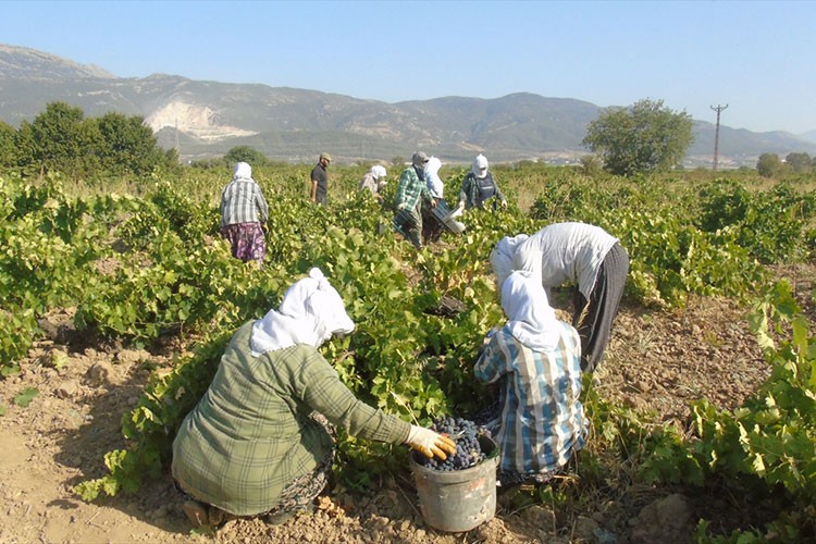 Gaziantep'te üzümün hasadına başlandı