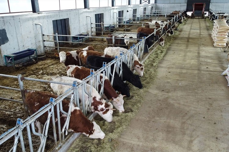 Kurduğu çiftlikte etlik büyükbaş hayvan yetiştiriyor