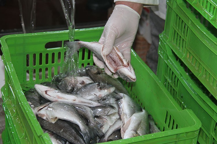 5 ülkeye deniz ürünü ihracatı