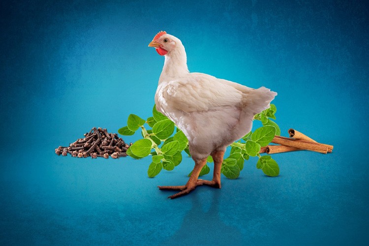 Kanatlı hayvanlar için doğal performans destekleyici inovatif ürün