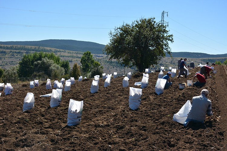 Tokat'ta "Başçiftlik beyazı"nın hasadına başlandı