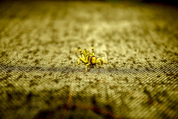 1 milyon çekirge ihraç ediyor