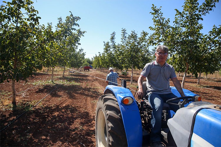 Döndüğü memleketinde ceviz işleme tesisi kurdu