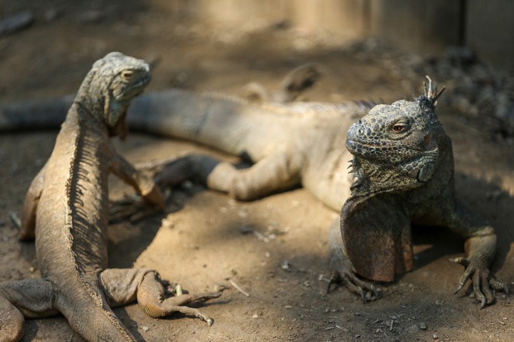 Koruma altındaki yeşil iguana ailesi127 bireye ulaştı