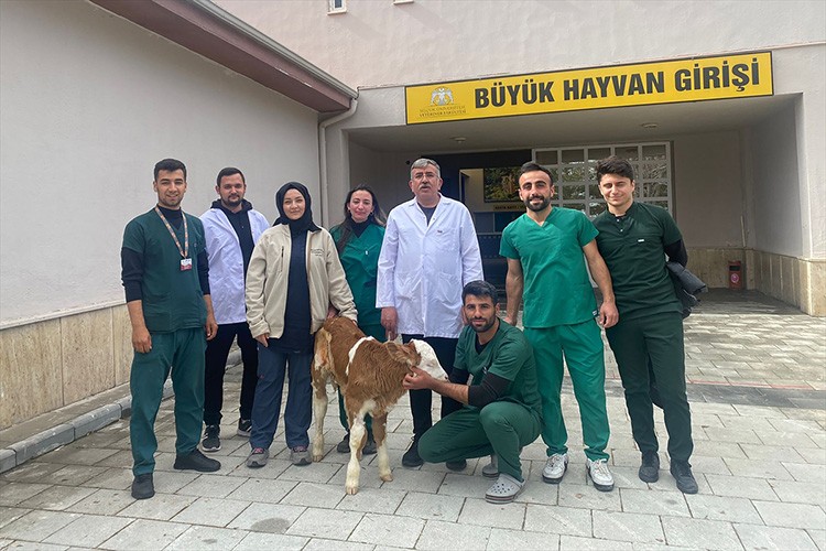 Bağırsak hastası buzağıları operasyonla hayata bağlanıyor