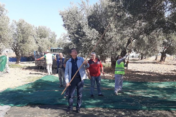 Markamızla zeytinyağları satışa hazır olacak