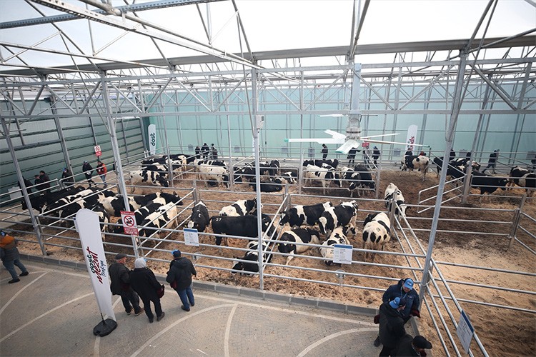 190 büyükbaşın aracısız olarak satışı yapıldı