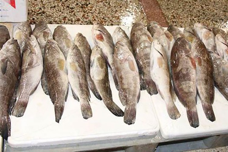 Türkiye'nin balıkları "kırmızı liste" ile korunacak