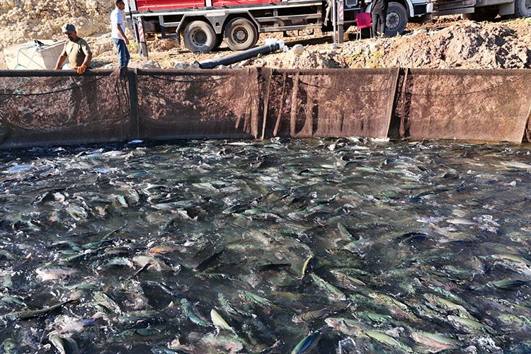 Bingöl'de yetiştirilen somonlar dünya sofralarına ulaşıyor