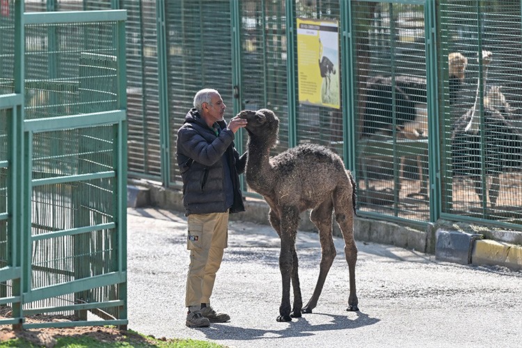 Deve yavrusuna anne hassasiyetiyle bakılıyor