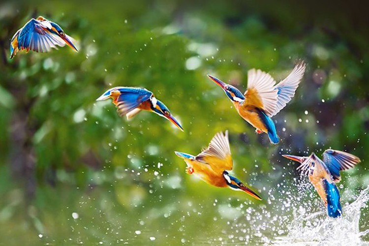 Biyolojik çeşitlilik karbon emisyonunu azaltıyor