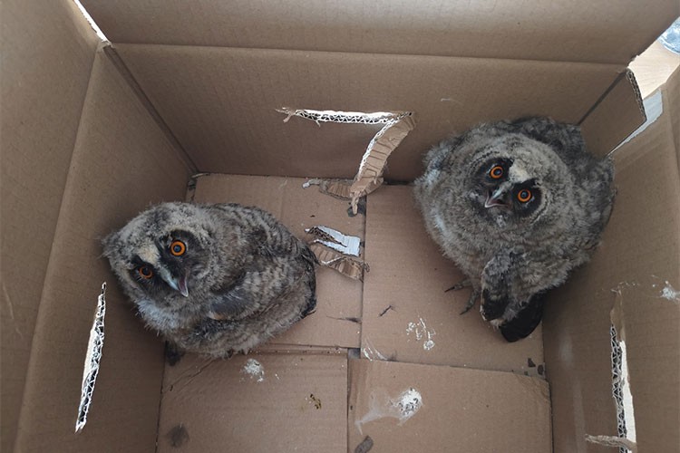 Çorum'da çocukların bulduğu 2 puhu yavrusu koruma altına alındı