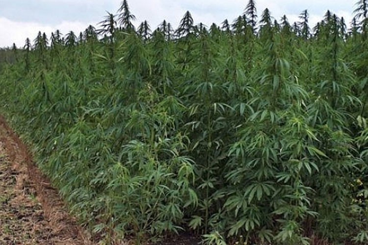 Kenevirde hem üretim hem verimlilik artıyor