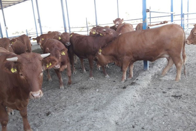 3 dana 3 günde ölünce paranın iadesine hükmedildi