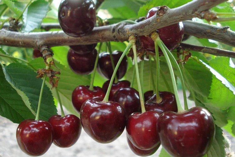 Kirazda rekor gelebilir