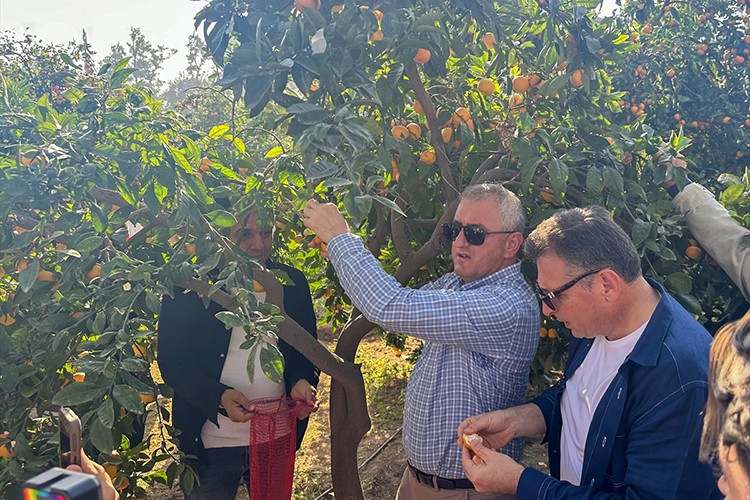 Hatay'da narenciye hasat şenliği