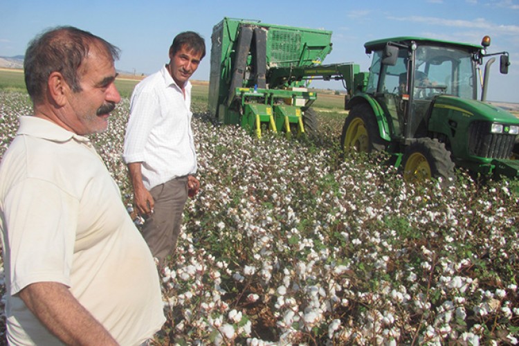 Makineli pamuk hasadı
