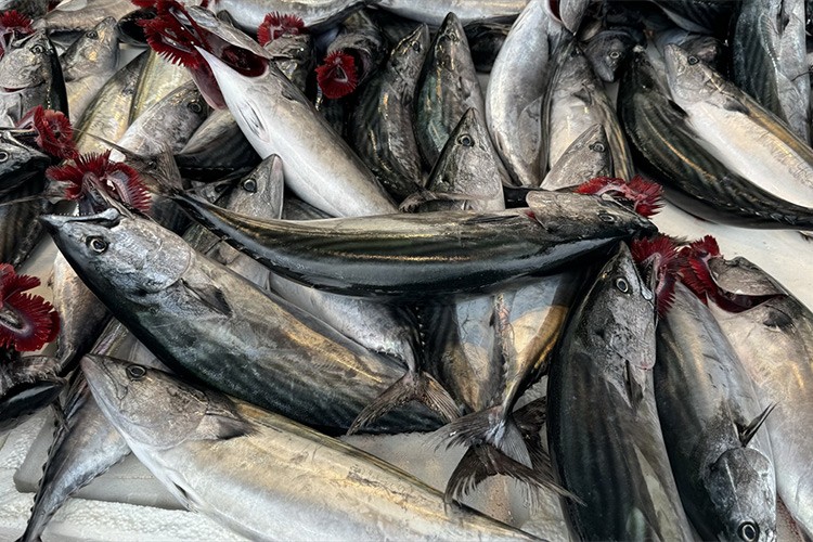 Balıkçıların yüzünü palamut güldürdü