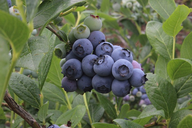 Rekolte beklentisi 30 ton