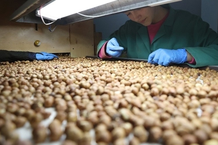 Giresun'da fındık 132 liradan işlem görüyor