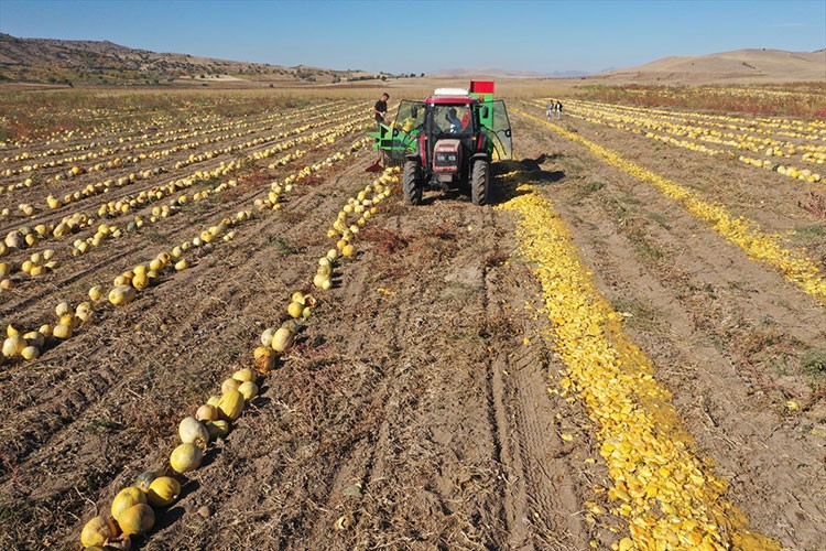 Nevşehir'in tescilli kabak çekirdeğinde ekim alanı ve ihracat arttı