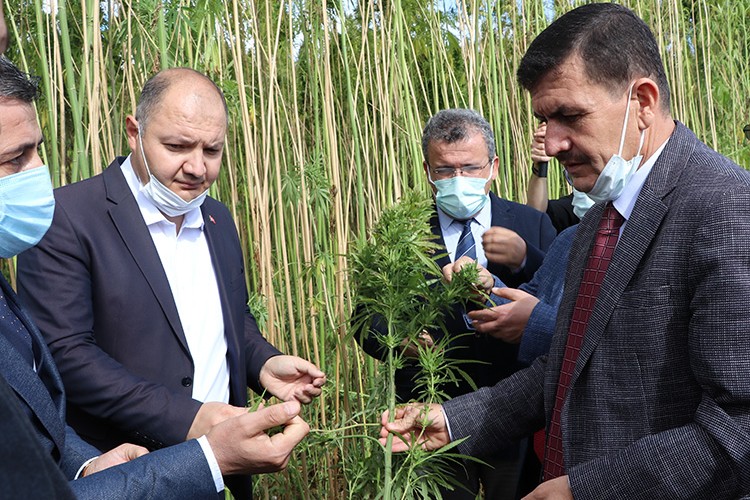 Burdur'da kenevir hasadı başladı