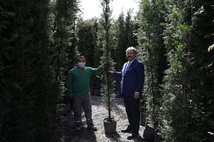 Fidan değil ağaç dikiyoruz