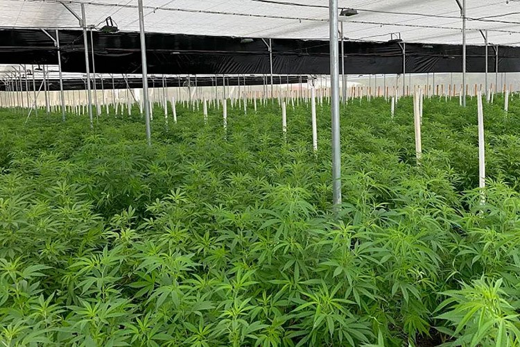 Kenevir yetiştiricisine TMO'ya başvurma imkanı